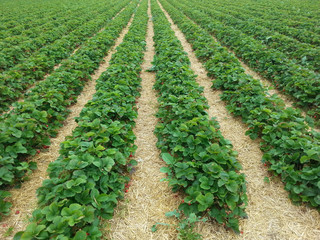 Fototapeta na wymiar Erdbeeren auf Erdbeerfeld zum selber pflücken