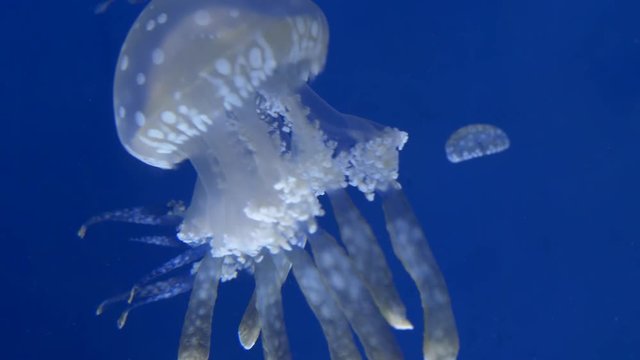 Close up of floating bell jellyfish in blue water