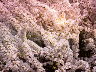 Beautiful cherry blossom sakura in spring