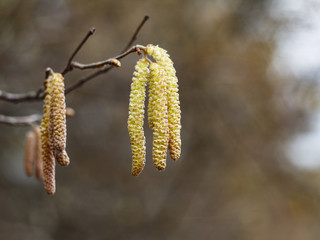 Birch (Betula pendula). flower and young leafes
