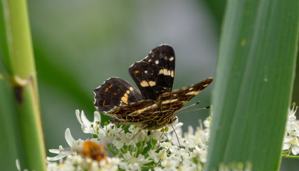 butterfly in search of nectar © Maarten