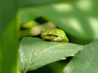 tree frog on a leaf