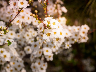 Beautiful cherry blossom sakura in spring