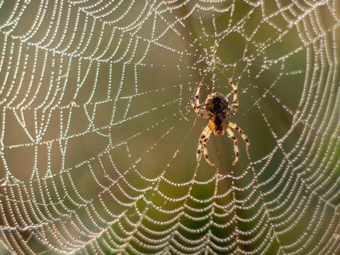spider web covered in dew