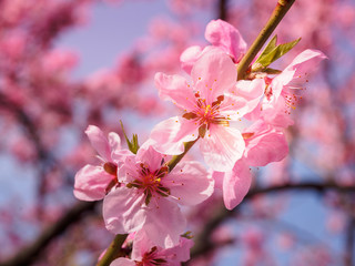 Beautiful cherry blossom sakura in spring