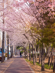 Beautiful cherry blossom sakura in spring