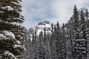 The Trees & the Mountain 