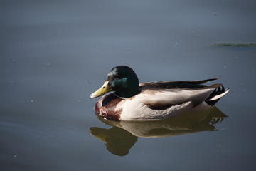 Duck swimming in lake. White headed Duck White headed Duck Oxyura leucocephala