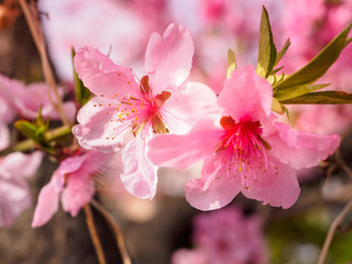 Beautiful cherry blossom sakura in spring