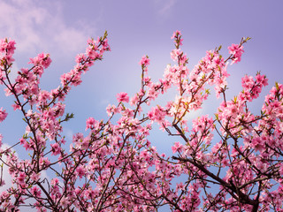 Beautiful cherry blossom sakura in spring
