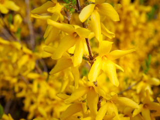 Forsythia koreana in the garden
