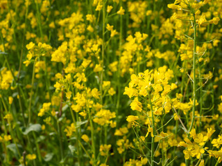 Canola Flower Fields in Jeju island