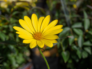 Beautiful yellow flowers