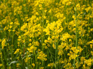 Canola Flower Fields in Jeju island