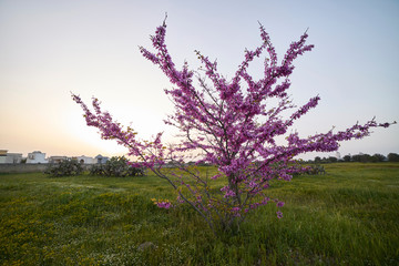 Plakat Sunset with flowered tree in front of the cemetery in spring - Italy