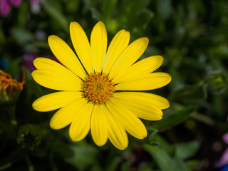 Beautiful yellow flowers