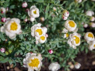 Tiny white and yellow flowers with blur background