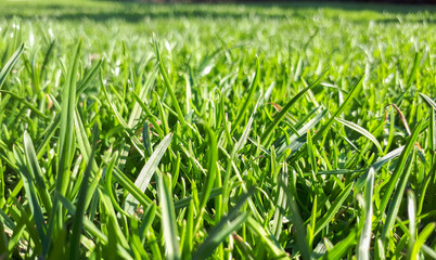 macro Fresh green grass background