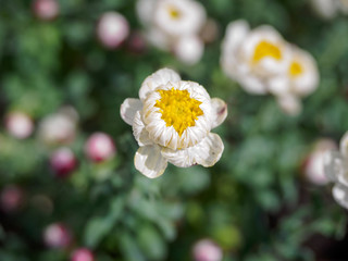 Tiny white and yellow flowers with blur background