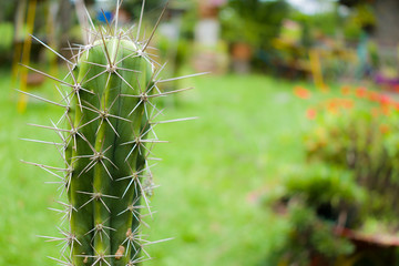 captus in the foregroud