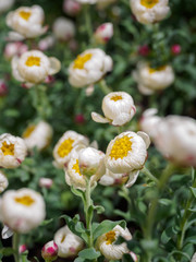 Tiny white and yellow flowers with blur background