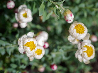 Tiny white and yellow flowers with blur background