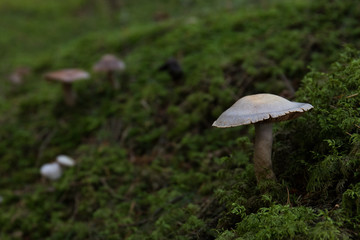 mushrooms in a troll forest