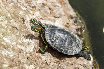 Trachemys scripta elegans,  the red-eared terrapin
