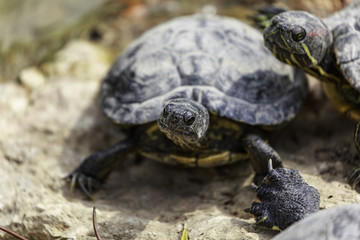 Trachemys scripta elegans,  the red-eared terrapin