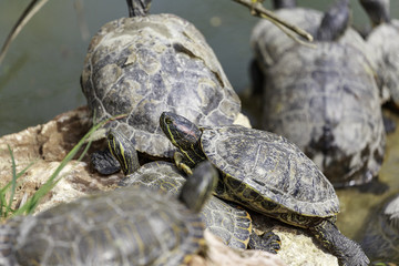 Trachemys scripta elegans,  the red-eared terrapin