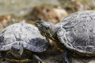 Trachemys scripta elegans,  the red-eared terrapin