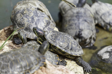 Trachemys scripta elegans,  the red-eared terrapin