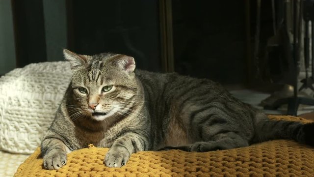 chat en gros plan