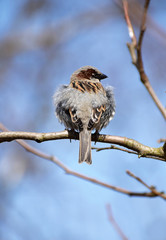 Little sparrow bird sitting on pear tree branch without leaves in early sunny spring day turn away and looking at other side on blur branches and blue sky  background.