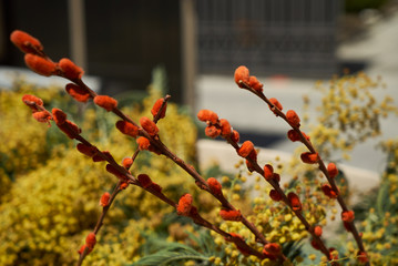 Pussy willow and mimosa flowers, traditional Easter flowers, close-up