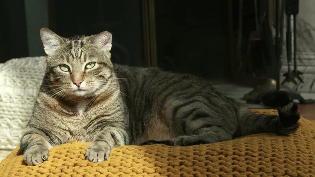 chat en gros plan