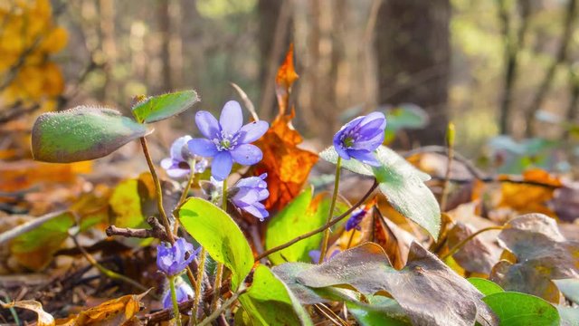 Flowers liverwort wake up in the morning, time-lapse
