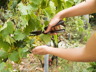 Young female farmer picking ripe grapes