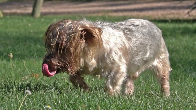 Adorable old dog walking at garden over lawn slow motion, Yorkshire Terrier doggy