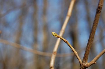 buds of trees in spring