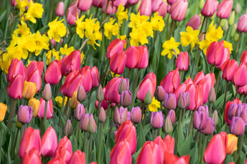 Daffodil Tulips