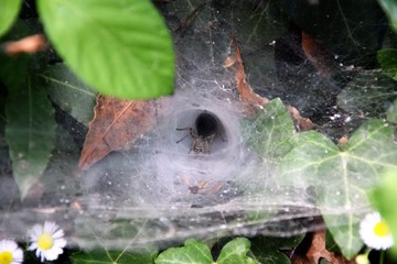 Fiori e natura spettacoli eventi paesaggi 