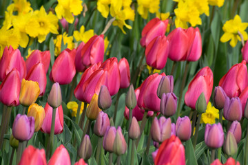 Tulip Daffodil mix