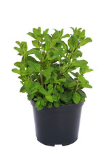 Pot de menthe © hcast