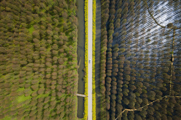 aerial photo of forest