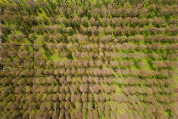 aerial photo of forest