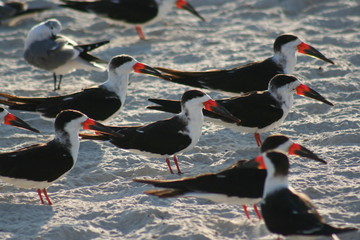 terns