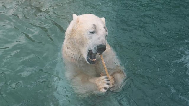 Closeup of a polar bear in water holding a wooden stick and trying to clean his teeth with it.