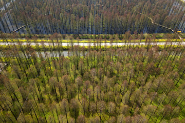 aerial photo of forest