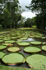 giant lillipads